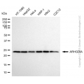 KD-Validated ARHGDIA Rabbit mAb (20 μl)