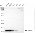KD-Validated NDUFB1 Rabbit mAb (20 μl)