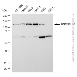 KD-Validated HNRNPUL1 Rabbit mAb (20 μl)