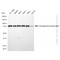 KD-Validated DGKA Rabbit mAb (20 μl)
