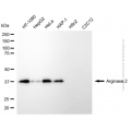 KD-Validated ARG2 Rabbit pAb (20 μl)