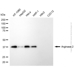 KD-Validated ARG2 Rabbit pAb (20 μl)
