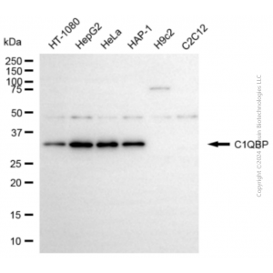 KD-Validated C1QBP Rabbit pAb (20 μl)