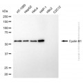KD-Validated CCNB1 Rabbit pAb (20 μl)