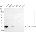 KD-Validated CTSD Rabbit pAb (20 μl)