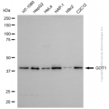 KD-Validated GOT1 Rabbit pAb (20 μl)