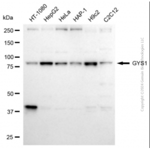 KD-Validated GYS1 Rabbit pAb (20 μl)