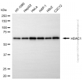 KD-Validated HDAC1 Rabbit pAb (20 μl)