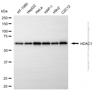 KD-Validated HDAC1 Rabbit pAb (20 μl)
