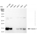 KD-Validated LGALS1 Rabbit pAb (20 μl)