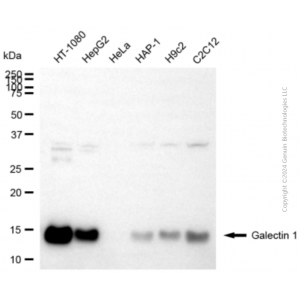KD-Validated LGALS1 Rabbit pAb (20 μl)