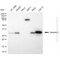 KD-Validated LGALS3 Rabbit pAb (20 μl)