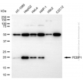 KD-Validated PEBP1 Rabbit pAb (20 μl)