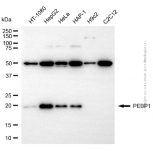 KD-Validated PEBP1 Rabbit pAb (20 μl)