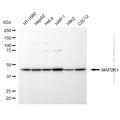 KD-Validated MAP2K1 Rabbit pAb (20 μl)