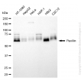 KD-Validated PXN Rabbit pAb (20 μl)
