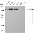 KD-Validated TOP2A Rabbit pAb (20 μl)
