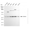 KD-Validated YWHAG Rabbit pAb (20 μl)