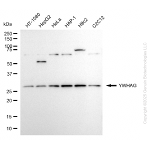 KD-Validated YWHAG Rabbit pAb (20 μl)