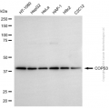 KD-Validated COPS3 Rabbit pAb (20 μl)