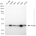 KD-Validated PDLIM1 Rabbit pAb (20 μl)