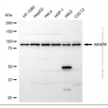 KD-Validated AKAP8 Rabbit pAb (20 μl)