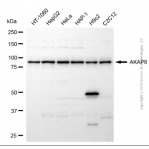 KD-Validated AKAP8 Rabbit pAb (20 μl)