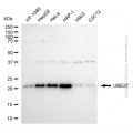 KD-Validated UBE2T Rabbit pAb (20 μl)
