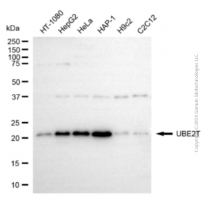 KD-Validated UBE2T Rabbit pAb (20 μl)