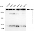 KD-Validated UBR5 Rabbit pAb (20 μl)