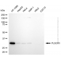 KD-Validated PLSCR1 Rabbit pAb (20 μl)