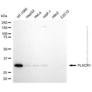 KD-Validated PLSCR1 Rabbit pAb (20 μl)