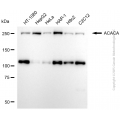KD-Validated ACACA Rabbit pAb (20 μl)