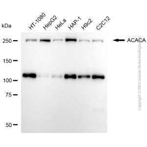 KD-Validated ACACA Rabbit pAb (20 μl)