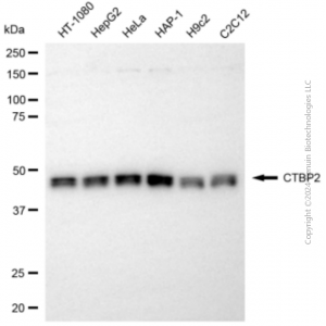 KD-Validated CTBP2 Rabbit pAb (20 μl)