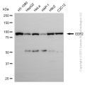 KD-Validated EEF2 Rabbit pAb (20 μl)