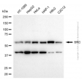 KD-Validated SRC Rabbit pAb (20 μl)