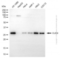 KD-Validated CLIC4 Rabbit pAb (20 μl)