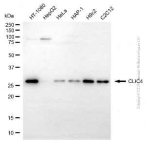KD-Validated CLIC4 Rabbit pAb (20 μl)