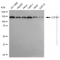 KD-Validated CYFIP1 Rabbit pAb (20 μl)