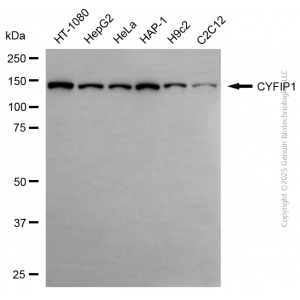 KD-Validated CYFIP1 Rabbit pAb (20 μl)