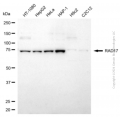 KD-Validated RAD17 Rabbit pAb (20 μl)