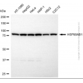 KD-Validated HSP90AB1 Rabbit pAb (20 μl)
