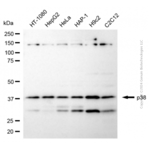 KD-Validated MAPK14 Rabbit pAb (20 μl)
