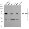 KD-Validated PRKCA Rabbit pAb (20 μl)