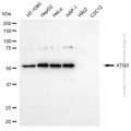 KD-Validated ATG5 Rabbit pAb (20 μl)