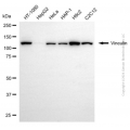 KD-Validated VCL Rabbit pAb (20 μl)