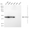 KD-Validated SH3GL1 Mouse mAb (20 μl)