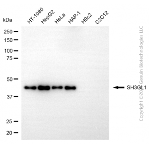 KD-Validated SH3GL1 Mouse mAb (20 μl)