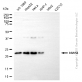 KD-Validated MMAB Mouse mAb (20 μl)